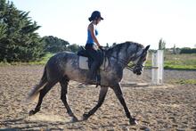 Camille Porcher (BP Equitation) : "L'apprentissage a été une évidence"